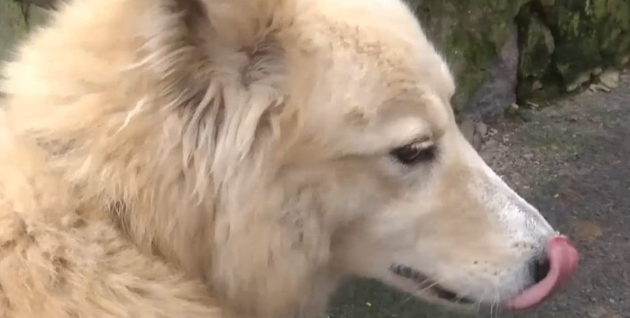 Хатико, собака, пес