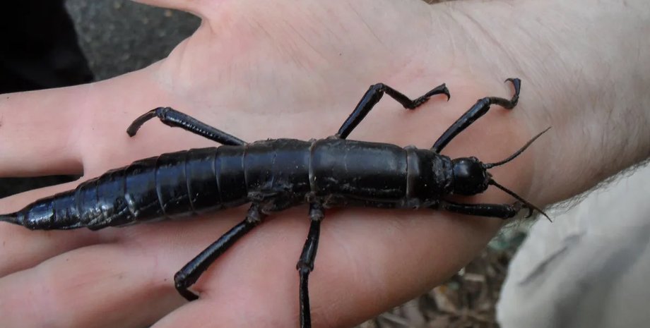 омар, древесный омар