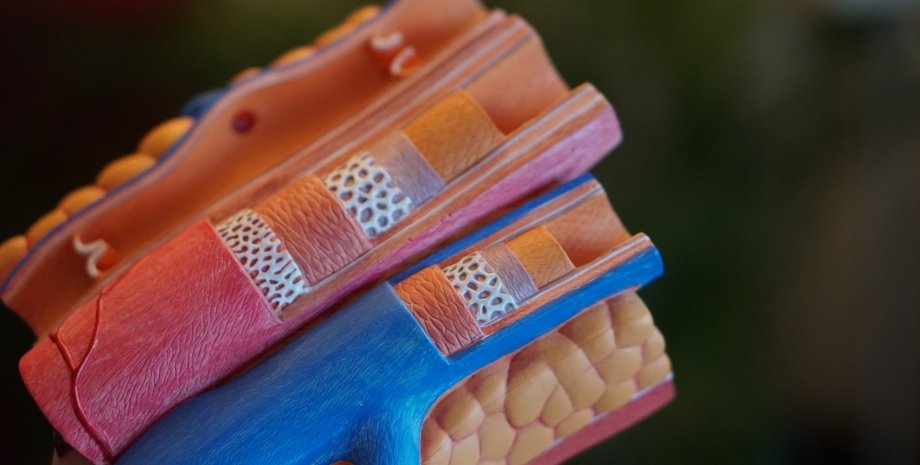 артерии сердце