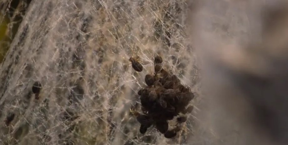 павуки заживо поїдають матерів