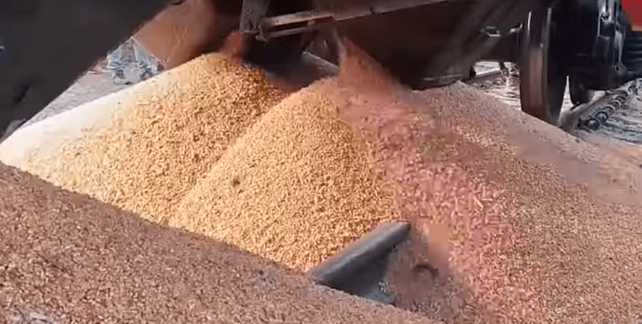 рассыпанное зерно, кукуруза