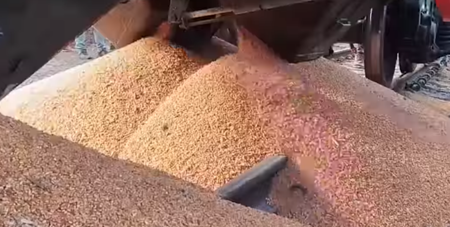 розсипане зерно, кукурудза