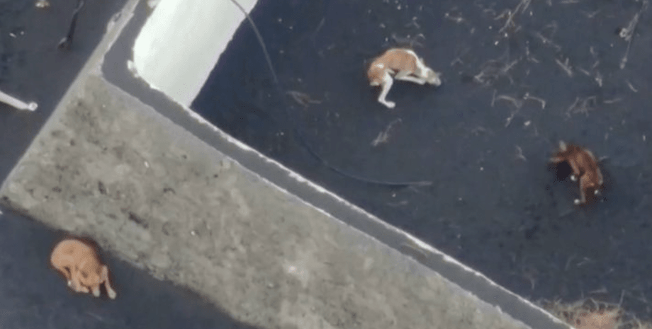 Собаки, дрон, Канарские острова, Ла-Пальма