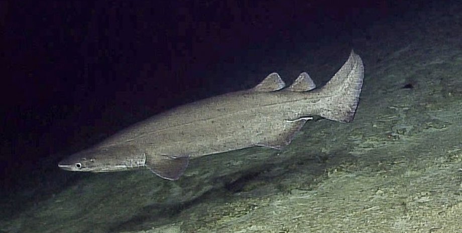 океан, акулы, колючие акулы