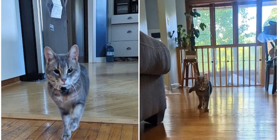 Жінка причепила мікрофон до своєї норовливої киці: результат вразив мережу