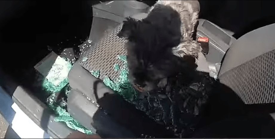 Собака, порятунок тварин, порода ши-тцу