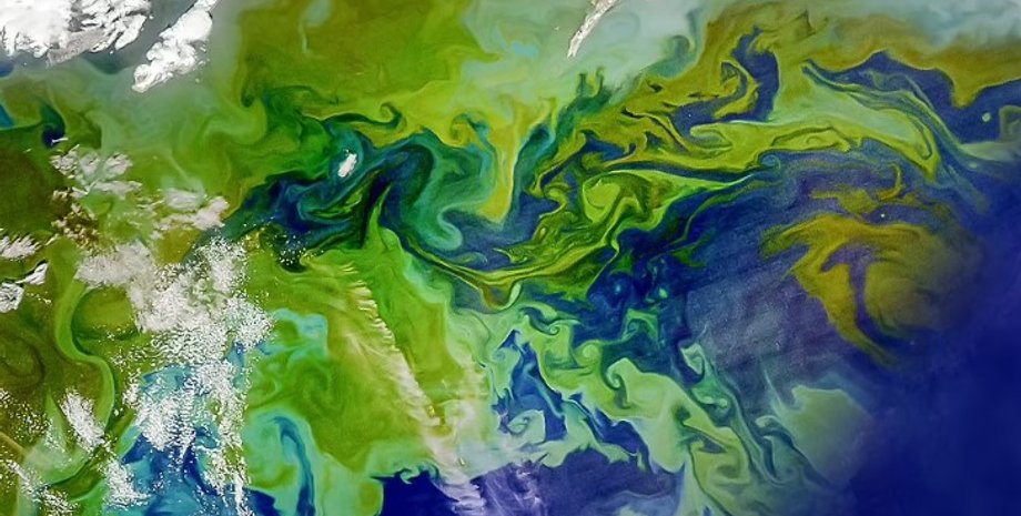 цветение фитопланктона