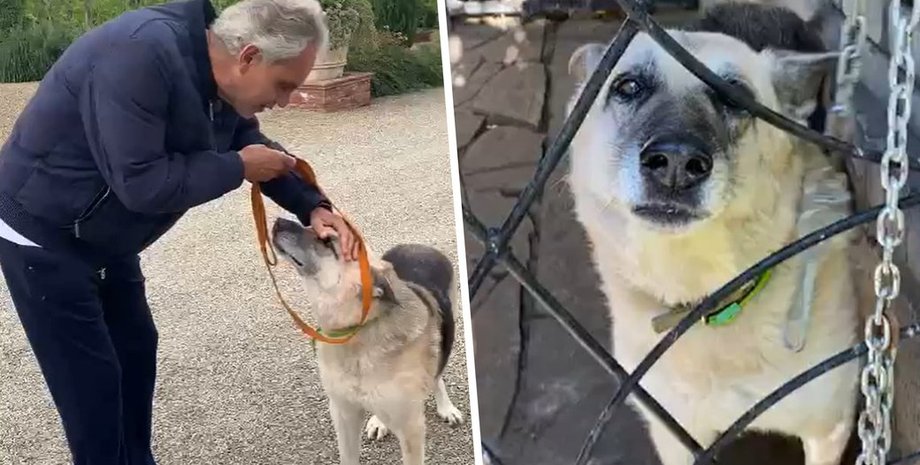 пес джек, купянск, андреа бочелли, итальянский тенор