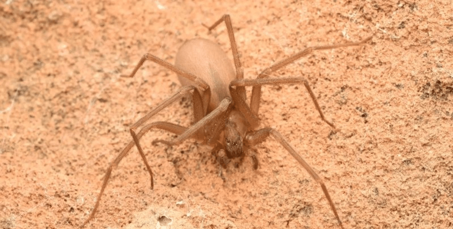 Родина роками жила в будинку з тисячами павуків: науковці не мають пояснення цьому явищу