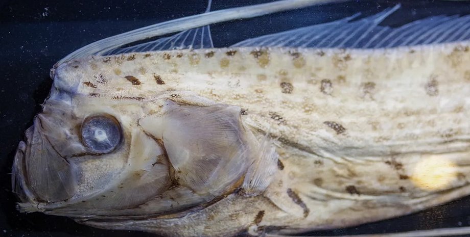 Сельдяной король