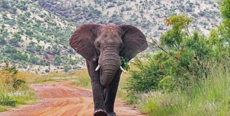 слон, саванна, африка