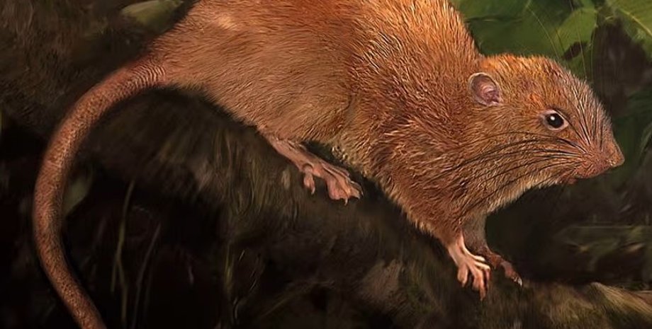 крысы, гигантские крысы, гигантская крыса вангуну
