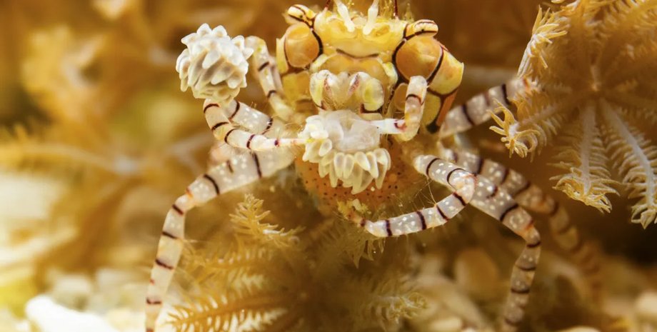 краб боксер із рукавичками з актиній