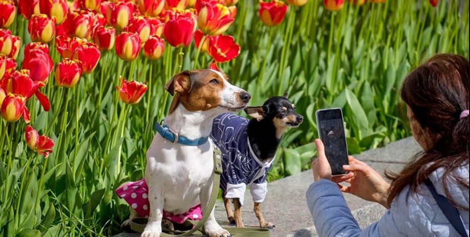 погода в Украине, прогноз погоды, погода 20 мая
