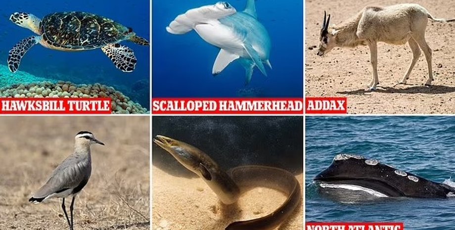 мигрирующие виды, массовое вымирание