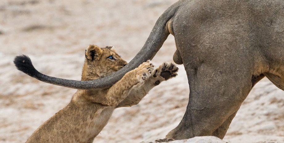 Снимок-победитель: Comedy Wildlife Photography Awards