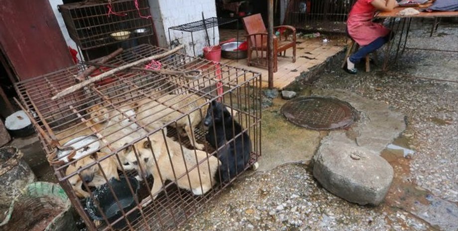 Фото: China Morning Post