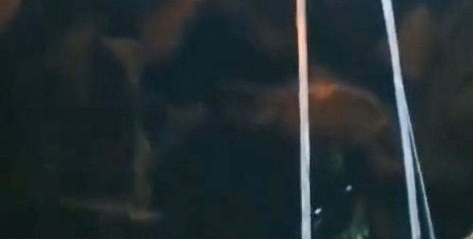 Sig, танкер Sig, Sig пробоїна, Sig влучання дрона, Sig наслідки удару, морський танкер Sig, Sig дрон Морський малюк