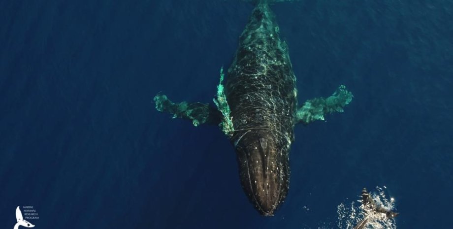 Гаваї, кит, горбатий кит, океанологи, кити на Гаваях, екологія, екологія моря