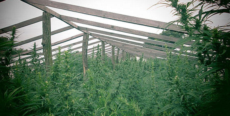 Уничтоженная конопля / Фото песс-службы МВД