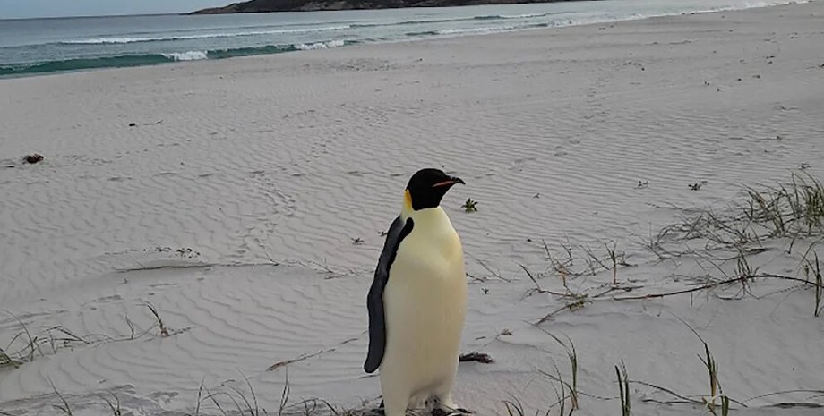 пингвин, австралия, императорский пингвин, ученые