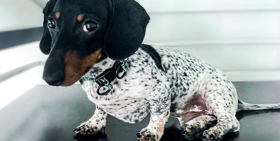 такса, окрас