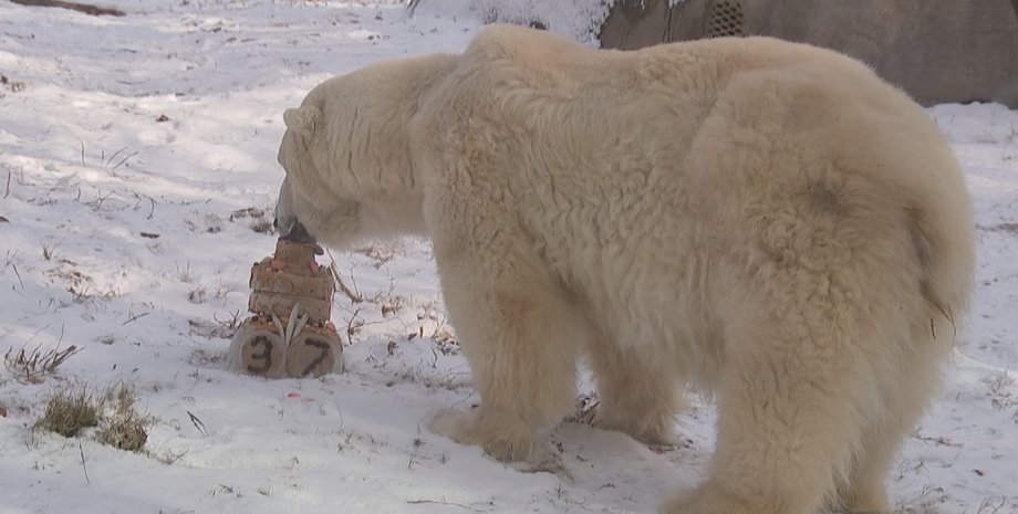 Снежок угощается праздничным тортом / Скриншот: youtube / Philadelphia Zoo