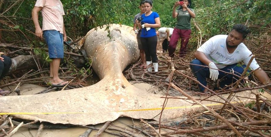 Фото: facebook.com/bichodagua