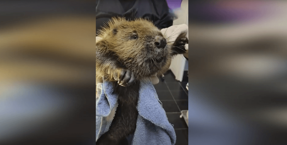 Порятунок бобра