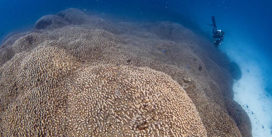 глубоководный коралл