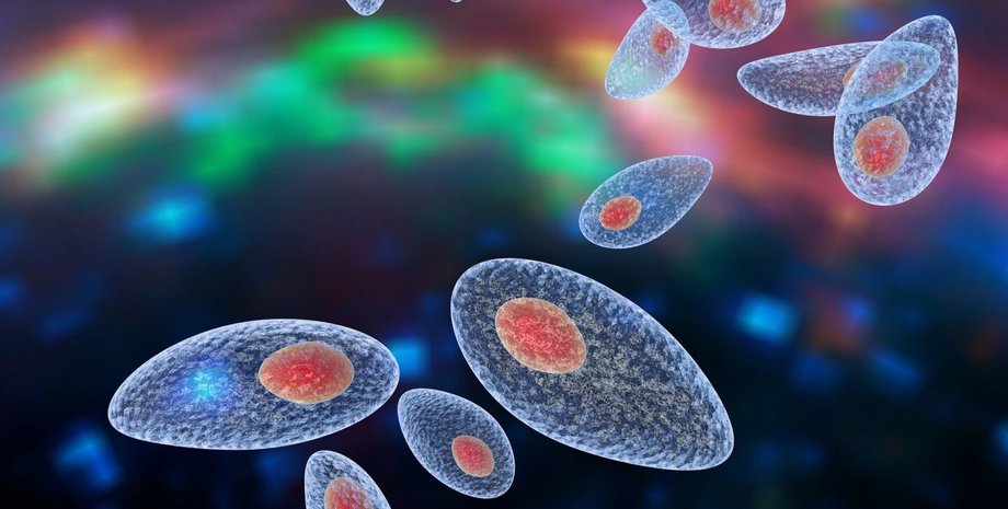 паразит токсоплазма, фото