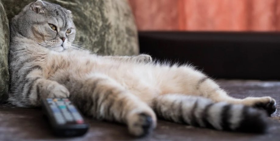 домашние коты, одомашнивание кошек