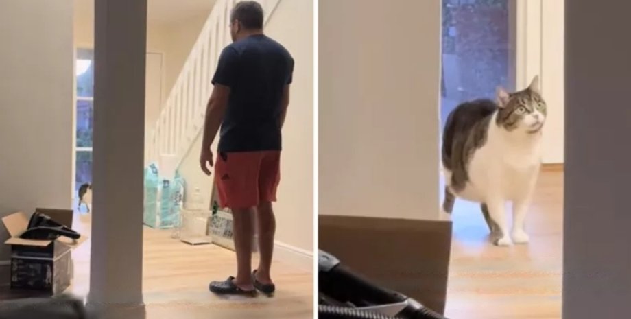 кот реакция