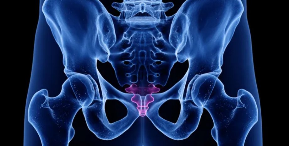 куприк, куприк людини, хвости у людей, анатомія людини