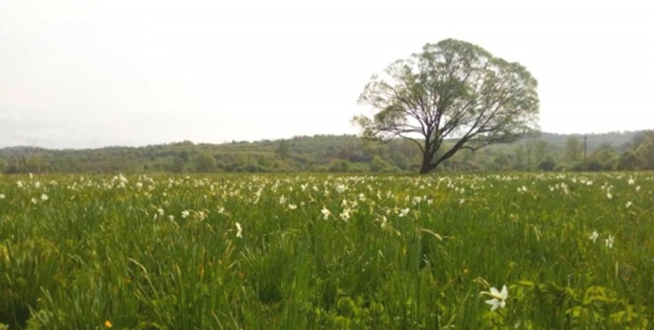 Долина нарциссов/Фото: Мukachevo.net