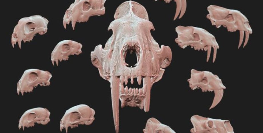 зуби, череп, розвиток, еволюція, шаблеподібні, шаблезуби, тигр, особливість, дослідження, вчені, щелепи, ікла