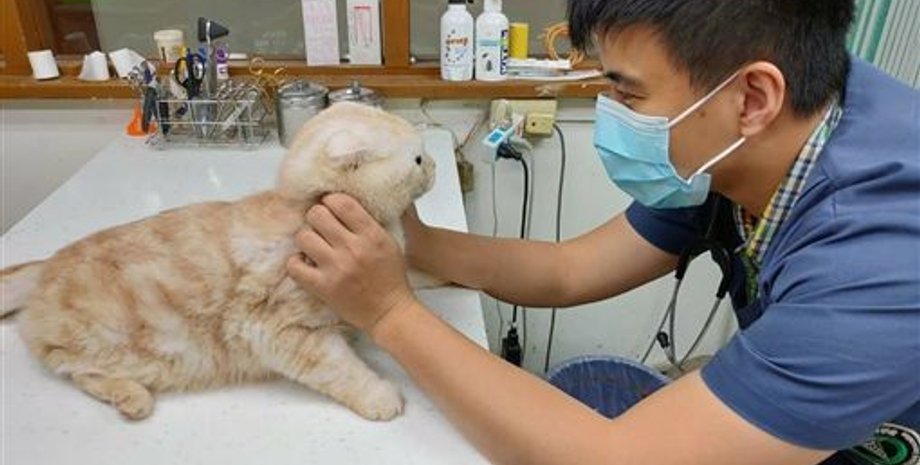 Фото: New Taipei City Animal Protection and Health Inspection Office