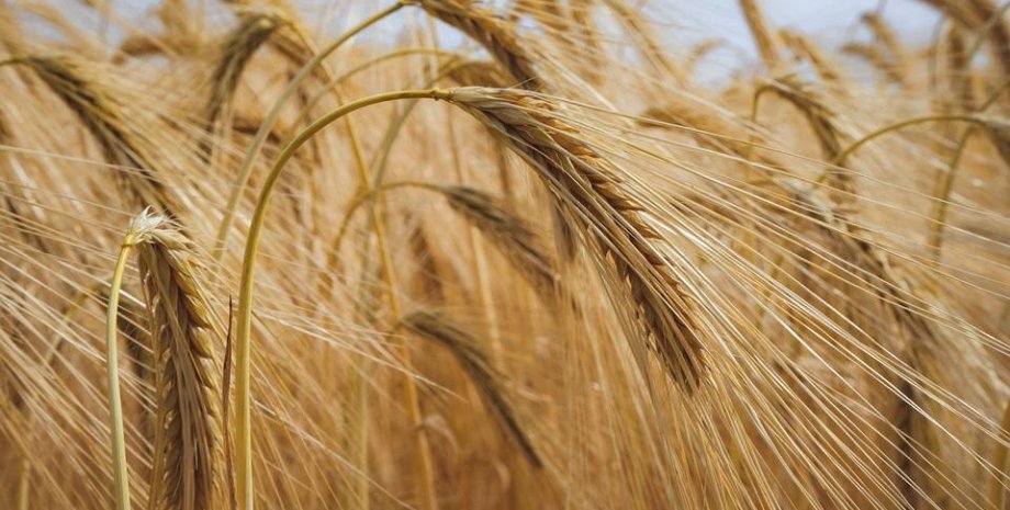 зерно, экспорт зерна, пшеница. колосок