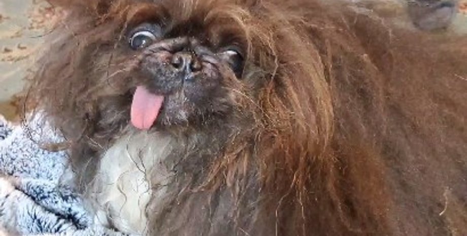 Вайлд Тханг, самая уродливая собака