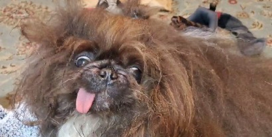 Вайлд Тханг, найпотворніший собака