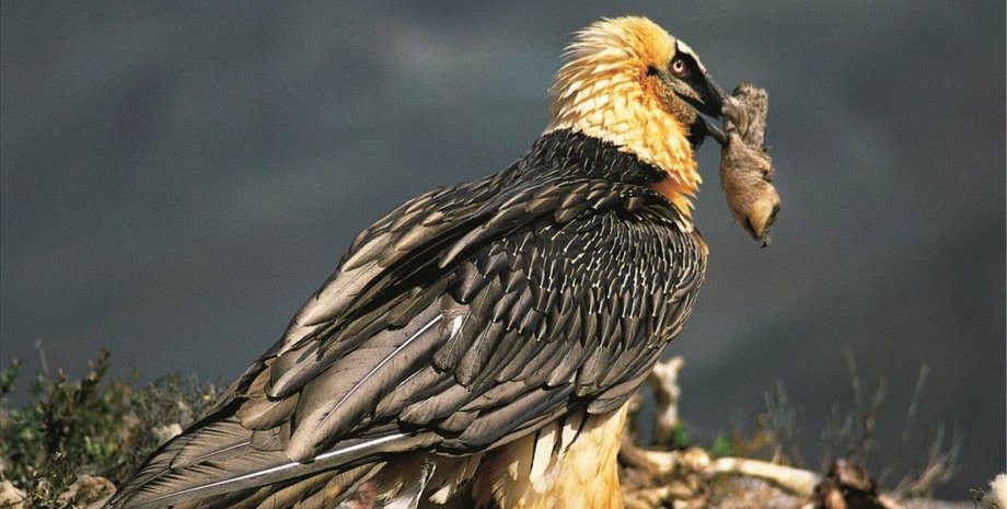 гнезда птиц бородачей