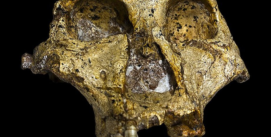 генетика древних гомининов, Paranthropus robustus, белковые последовательности, древнейшие генетические данные, окаменелости африканских гомининов, анализ зубной эмали, эволюционные связи, молекулярная запись, древняя протеомика, палеоантропология