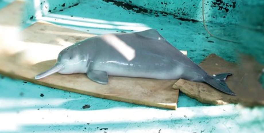 річковий дельфін циці