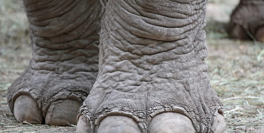 слон, ногти слона, лапы слона