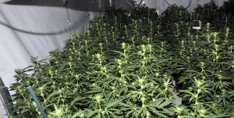 одна из плантаций каннабиса