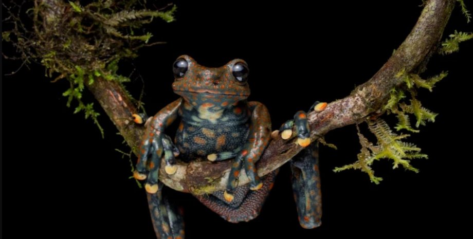 Лягушка, Пятнистая лягушка, редкие животные, животные на грани вымирания, исчезающие виды