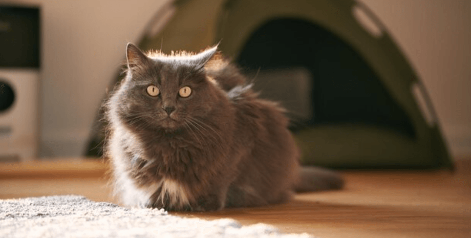 Кот, палатка, жизнь без света