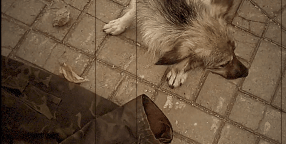 собака, тротуар, куртка, маріуполь