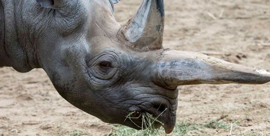 Фото: Twitter/Берлинский зоопарк