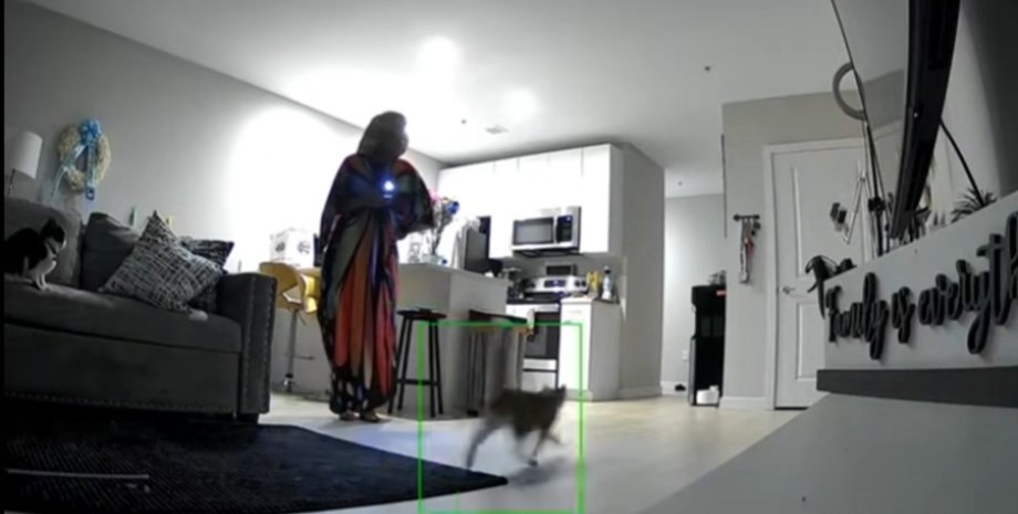 Жінка стоїть у вітальні з ліхтариком, спостерігаючи за кішкою, яка бігає кімнатою, поки друга сидить на дивані